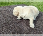 Small Photo #22 Golden Retriever Puppy For Sale in WOOSTER, OH, USA