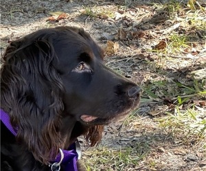Mother of the Boykin Spaniel puppies born on 05/01/2025