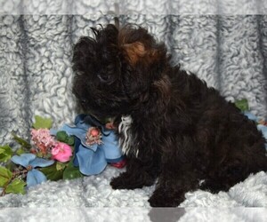 YorkiePoo Puppy for sale in BARNESVILLE, KS, USA