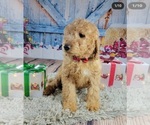 Small Photo #3 Goldendoodle Puppy For Sale in ADELANTO, CA, USA