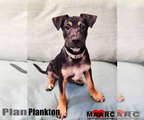 Medium Photo #1 Doberman Pinscher-Unknown Mix Puppy For Sale in Maryville, TN, USA