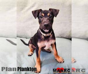 Doberman Pinscher-Unknown Mix Dogs for adoption in Maryville, TN, USA