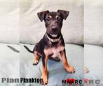 Small Doberman Pinscher Mix