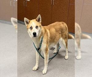 Siberian Husky Dogs for adoption in Rancho Cucamonga, CA, USA