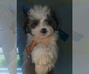 Maltese Puppy for sale in CUTLER BAY, FL, USA