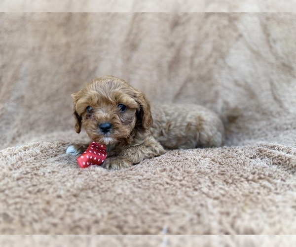 Medium Photo #9 Cavapoo (Miniature) Puppy For Sale in LAKELAND, FL, USA