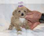 Small #25 Poodle (Toy)
