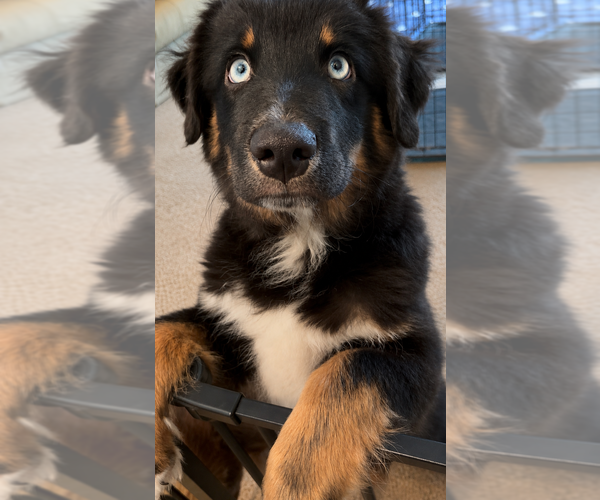 Medium Photo #22 Miniature American Shepherd Puppy For Sale in HURT, VA, USA