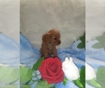 Small Photo #8 Australian Shepherd-Cavalier King Charles Spaniel Mix Puppy For Sale in HOWLAND, OH, USA