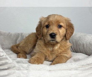 Golden Retriever Puppy for sale in FRANKLIN, IN, USA