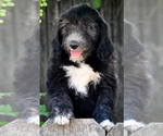 Puppy Birdy Sheepadoodle