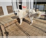 Small Photo #4 Great Pyrenees Puppy For Sale in ROCKWELL, NC, USA