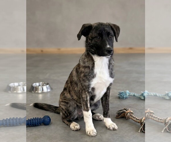 Medium Photo #3 Australian Shepherd-Unknown Mix Puppy For Sale in Genesee, WI, USA
