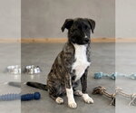 Small #2 Australian Shepherd Mix
