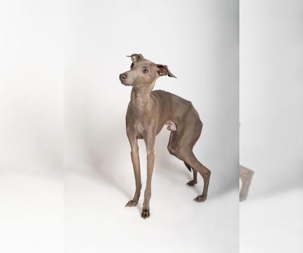Medium Photo #1 Italian Greyhound Puppy For Sale in GLEN BURNIE, MD, USA