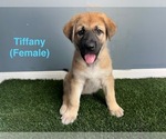 Small #4 German Shepherd Dog
