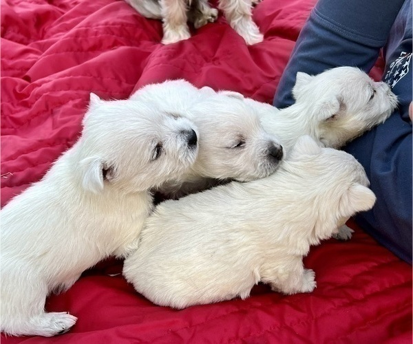 Medium Photo #21 West Highland White Terrier Puppy For Sale in PHOENIX, AZ, USA