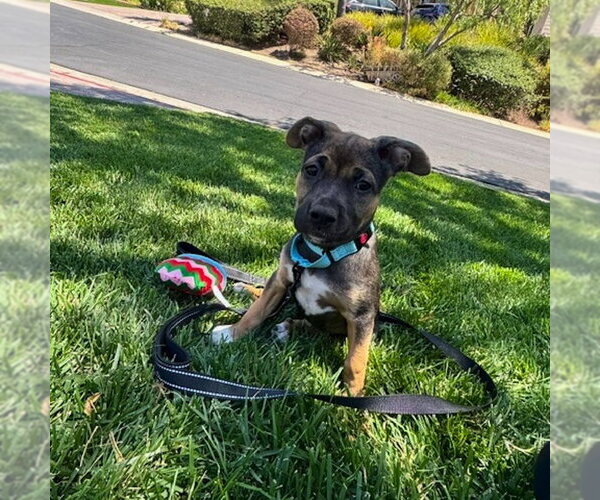 Medium Photo #2 Mutt Puppy For Sale in San Juan Capistrano, CA, USA