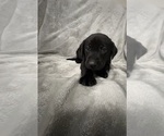 Small #4 Labrador Retriever