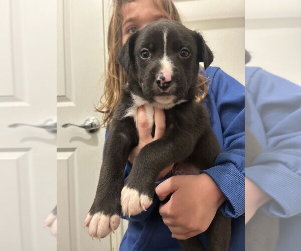 Medium Photo #12 Borador Puppy For Sale in Dana Point, CA, USA