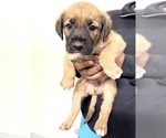 Small Great Dane-Labrador Retriever Mix
