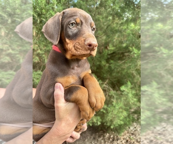 Medium Photo #14 Doberman Pinscher Puppy For Sale in LIVINGSTON, LA, USA