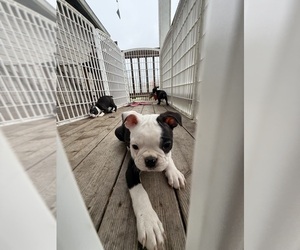 Boston Terrier Puppy for sale in LONGVIEW, WA, USA
