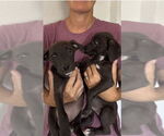 Small #1 Dachshund-German Shorthaired Pointer Mix