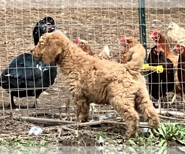 Medium Photo #17 Poodle (Standard) Puppy For Sale in WILSONVILLE, OR, USA