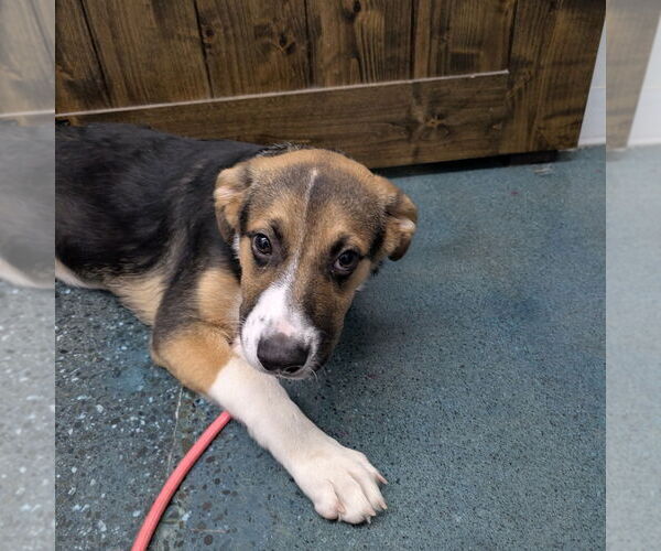 Medium Photo #1 Mutt Puppy For Sale in Chico, CA, USA