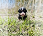 Small Photo #6 Bernese Mountain Dog Puppy For Sale in BROKEN ARROW, OK, USA
