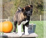 Small Photo #2 Akita Puppy For Sale in FREDERICKSBG, OH, USA