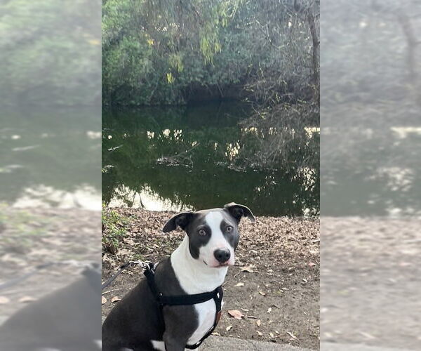 Medium Photo #4 American Staffordshire Terrier-Border Collie Mix Puppy For Sale in Lake Forest, CA, USA