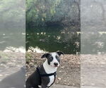 Small #3 American Staffordshire Terrier-Border Collie Mix