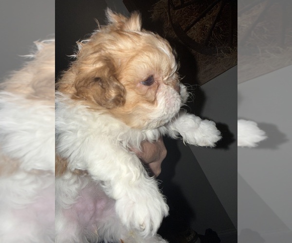 Medium Photo #4 Shih Tzu Puppy For Sale in RUFFIN, NC, USA