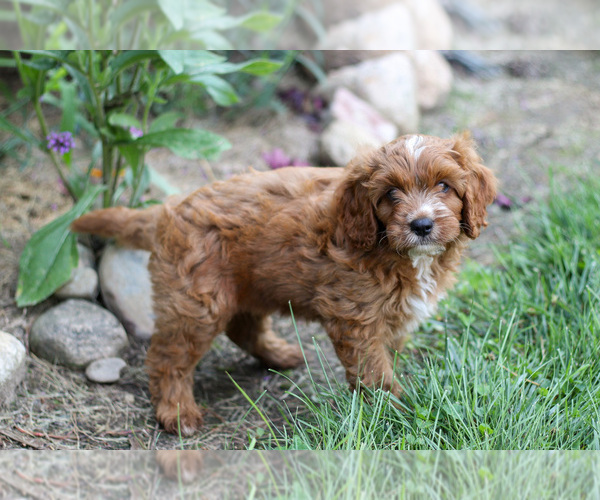 Medium Photo #2 Cavapoo Puppy For Sale in ETNA GREEN, IN, USA