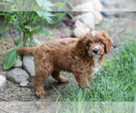 Small #1 Cavapoo