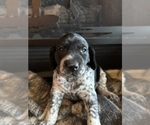 Puppy Female purple German Shorthaired Pointer