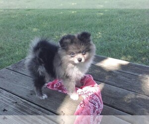 Pomeranian Puppy for sale in KEENES, IL, USA