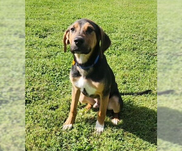 Medium Photo #2 Mutt Puppy For Sale in Genesee, WI, USA