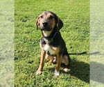 Small #1 Mutt