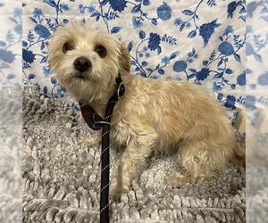 Mutt Dogs for adoption in Modesto, CA, USA