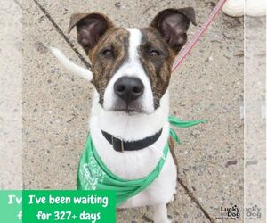 Luigo - Male Mutt Dog for Adoption - Photo #6