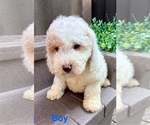 Small #3 Poodle (Miniature)