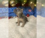 Small #6 French Bulldog