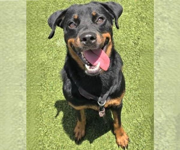 Medium Photo #3 Rottweiler Puppy For Sale in Houston, TX, USA
