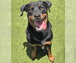 Small #2 Rottweiler