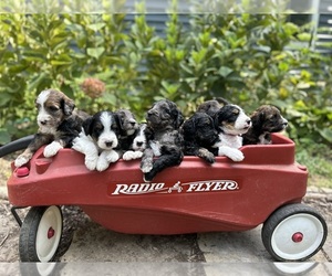 Bernedoodle Litter for sale in CLIFTON, VA, USA