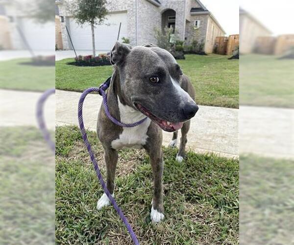 Medium Photo #1 American Pit Bull Terrier Puppy For Sale in Houston, TX, USA
