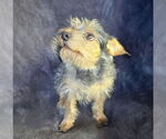 Small #6 Mutt